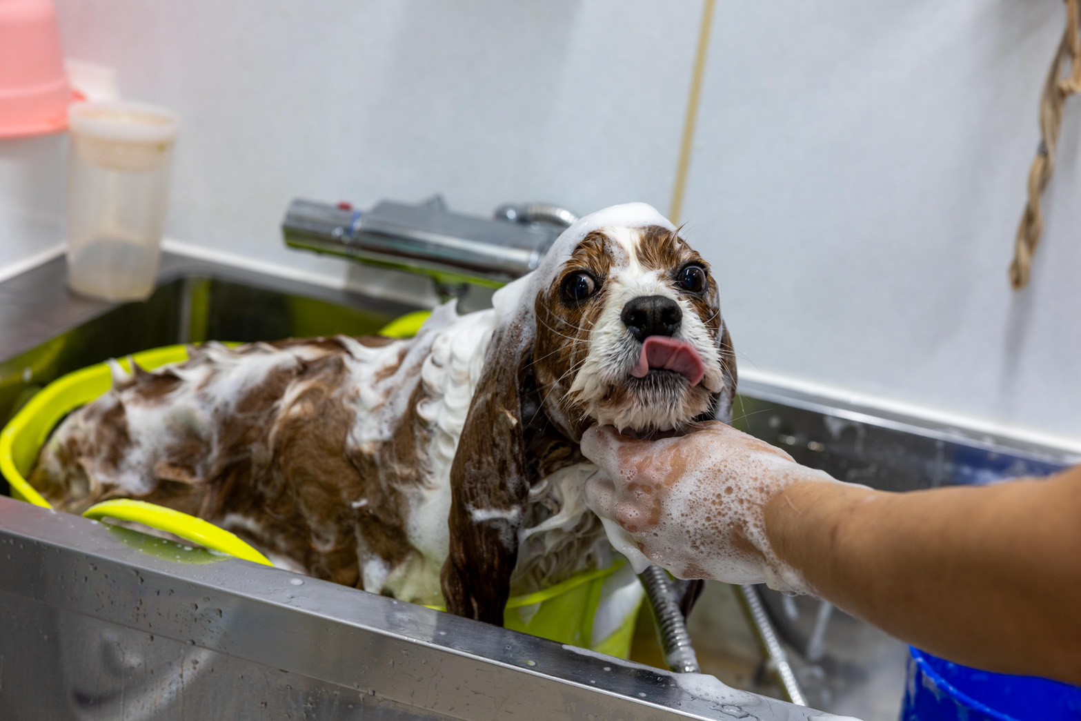 トリミングを
好きになってもらう