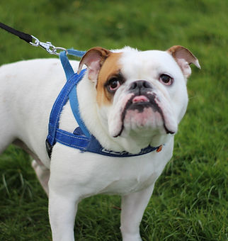 お散歩・生活用品