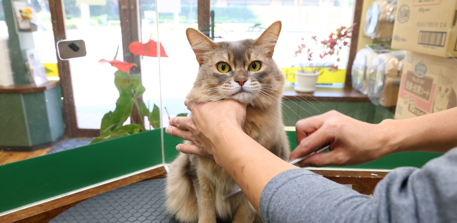 キャット グルーミング